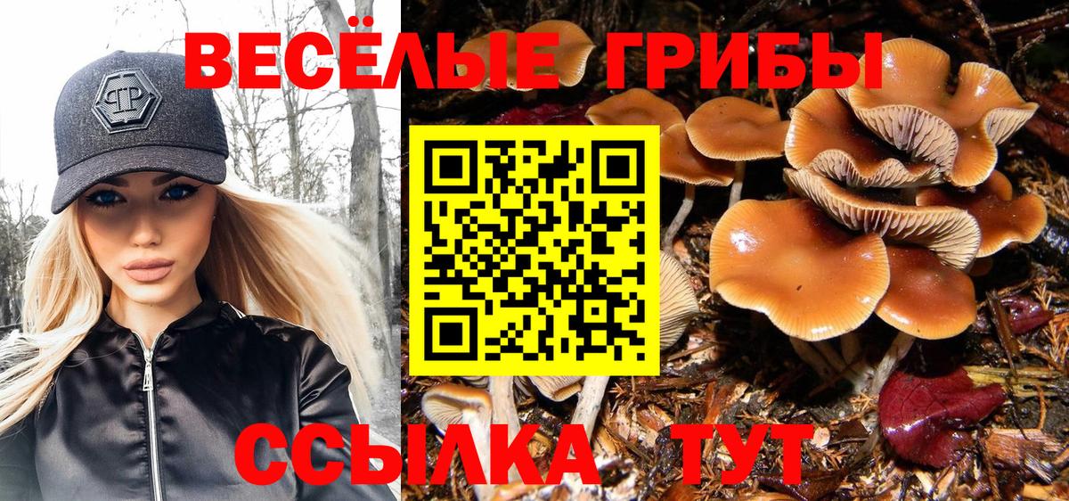 Псилоцибиновые грибы Psilocybe  Галлюциногенные грибы GOLDEN TEACHER  Рассказово  Вход с VPN 